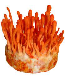 Variation picture for Cordyceps